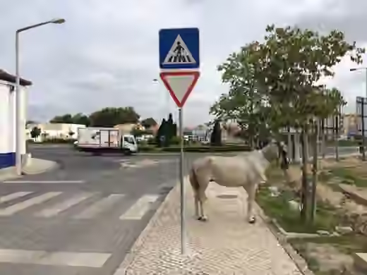 A horse tied beside a roundabout in Portugal