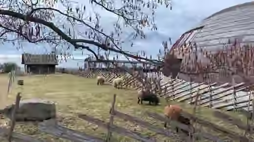 Sheep beside the Viimsi Open Air Museum and Restaurant Paat
